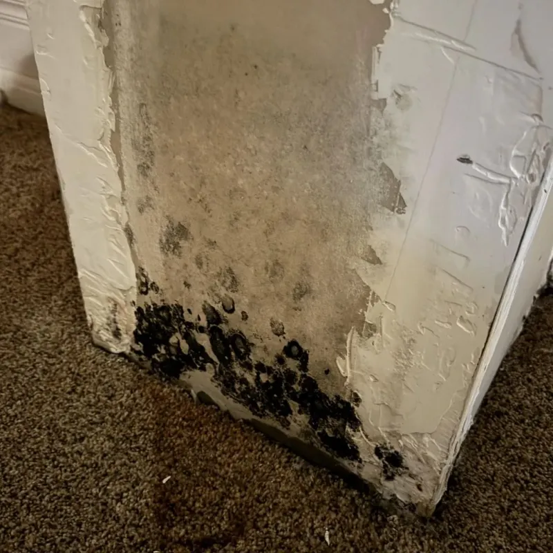 Professional Mold Removal in Wilson, NY